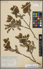 Foto von Salix appendiculata Vill.